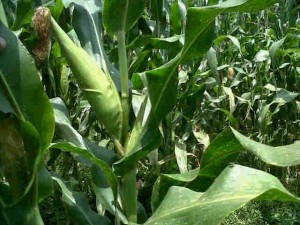 jagung-tongkol-2