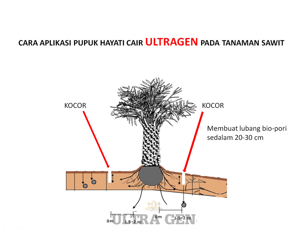 Solusi untuk lahan sawit bermasalah